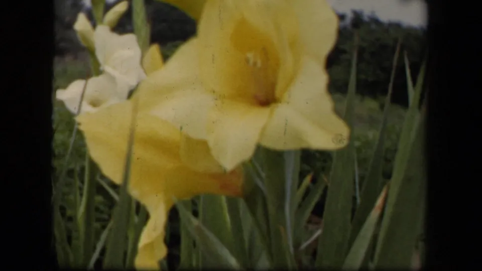 1943 Washington, DC home-movie frame of a yellow gladiolus bloom, tall leaves, and softly focused garden foliage.