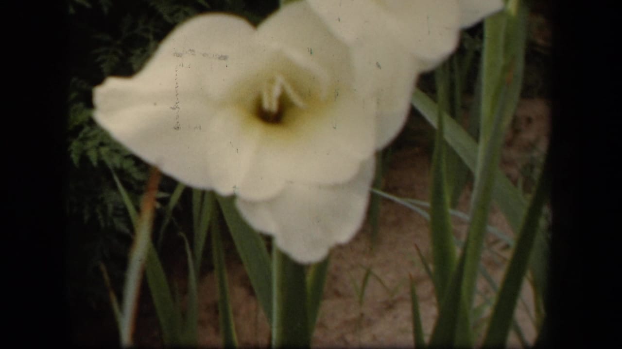 White gladiolus bloom with yellow center among green stems and dark foliage.