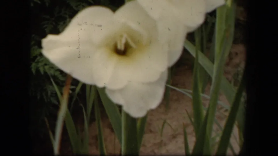 Close view of a white gladiolus with a yellow throat in a Washington, DC garden, supported by 1943 clip metadata.