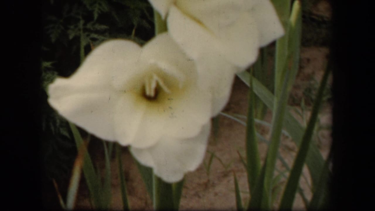 White gladiolus flower centered beside upright stems and leaves.