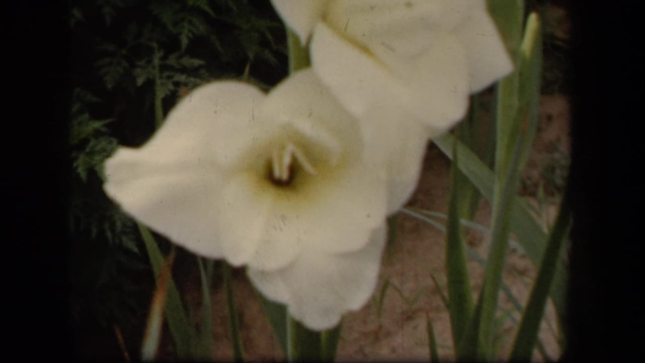 A white gladiolus flower appears slightly lower in frame, with green stems and foliage visible in the 1943 garden clip.