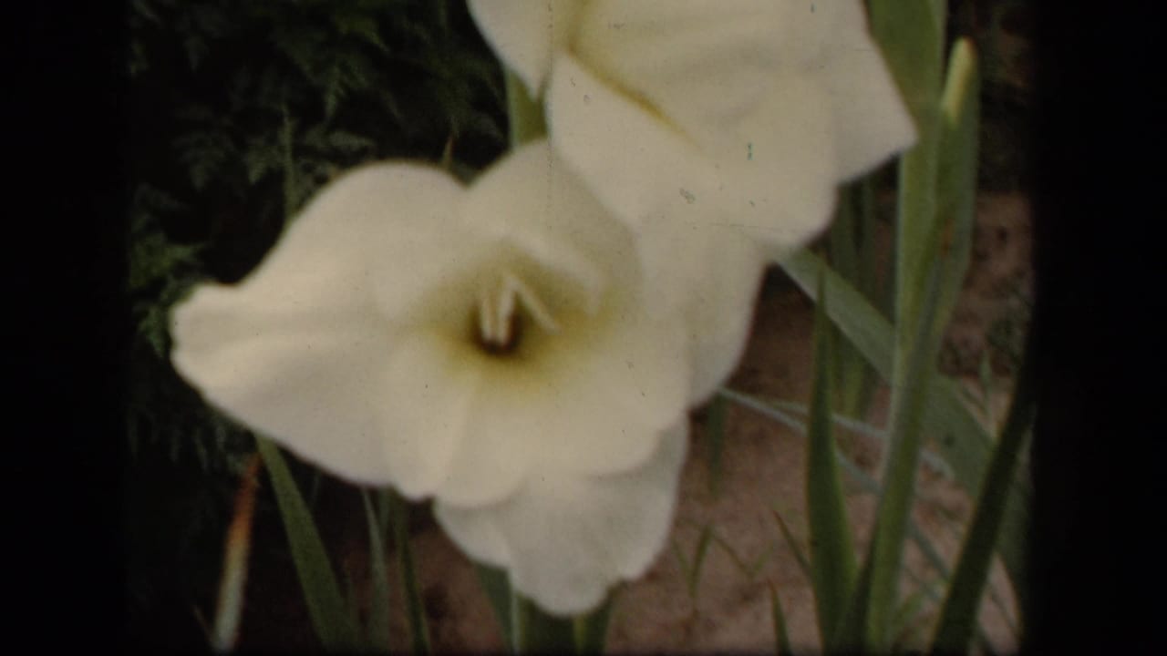Final close view of the white gladiolus bloom in the Washington, DC garden footage, with tall stems and soft 8mm texture.