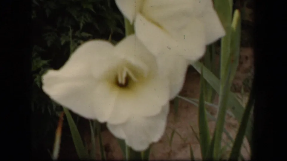 Final close view of the white gladiolus bloom in the Washington, DC garden footage, with tall stems and soft 8mm texture.