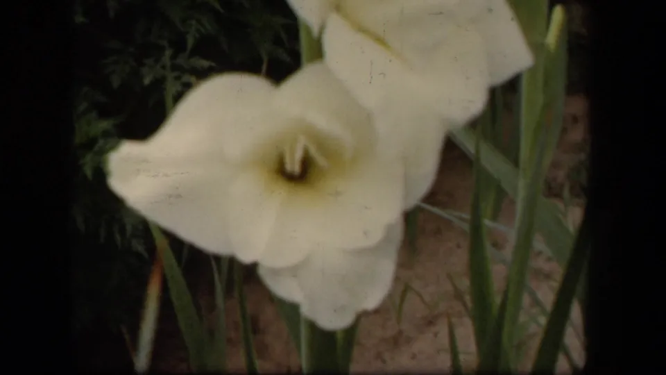 Close 1943 8mm home-movie view of a pale gladiolus flower swaying among green stems in Washington, DC metadata context.