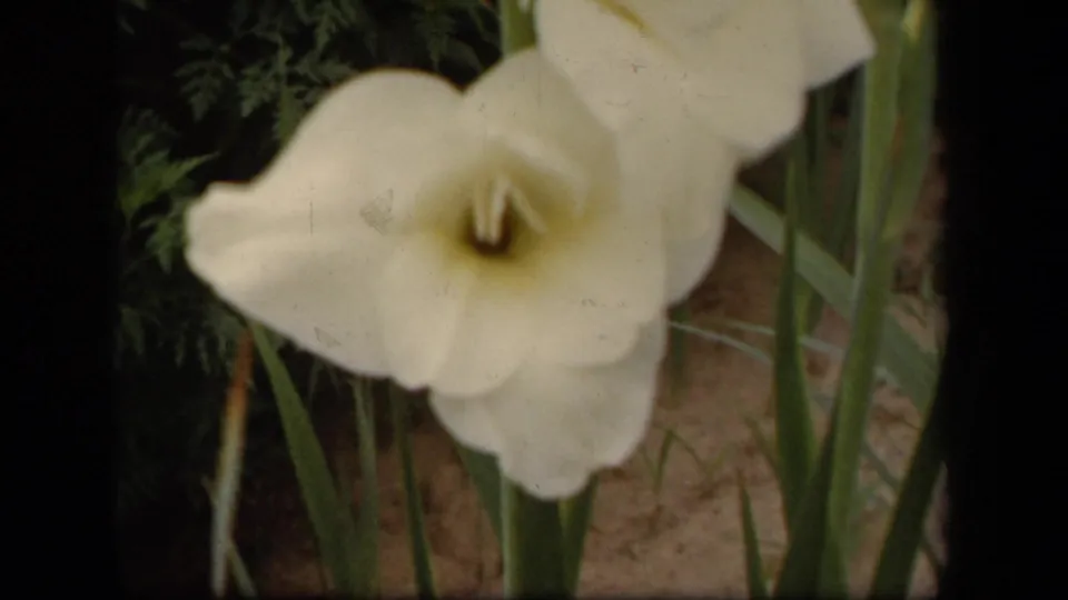 Pale gladiolus flower in a soft 8mm close-up, with green stems and dark foliage visible behind it.
