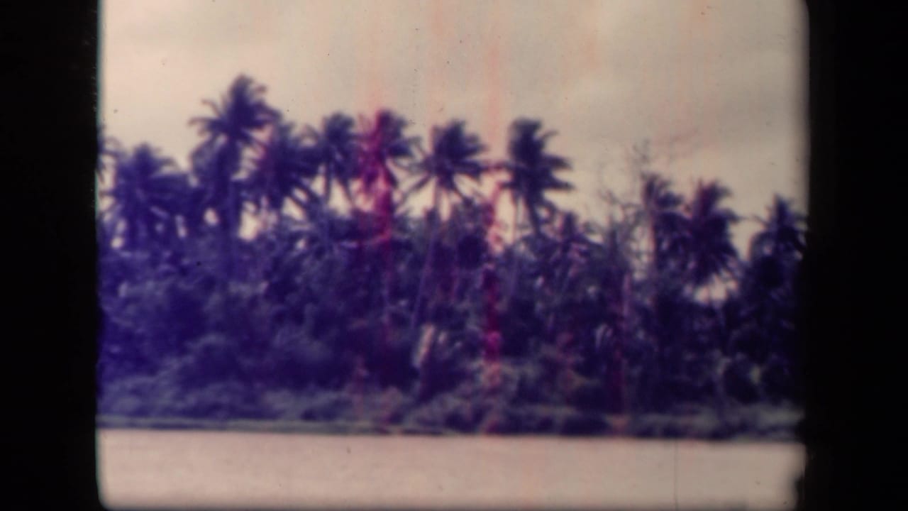 1944 Leyte Gulf 8mm frame with a row of coconut palms bending slightly in wind above a tropical waterfront.