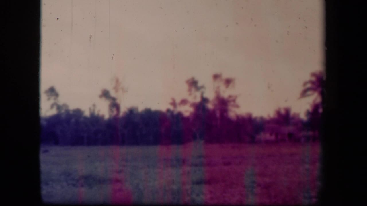 1944 Philippines 8mm frame showing a hazy field, palm silhouettes, dense tree line, pale sky, and visible film-edge darkening.