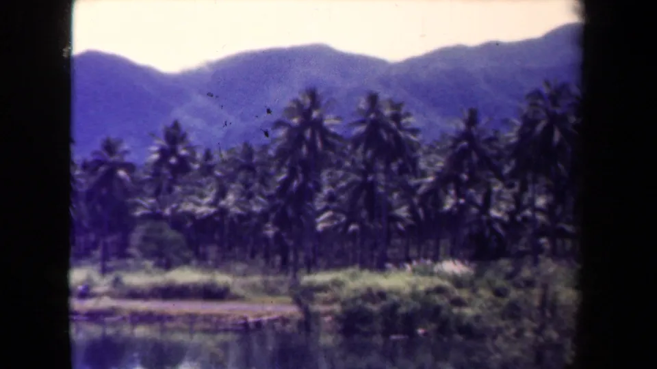 1944 Papua New Guinea 8mm frame of tropical palms and shoreline shrubs against a mountain backdrop beside water.