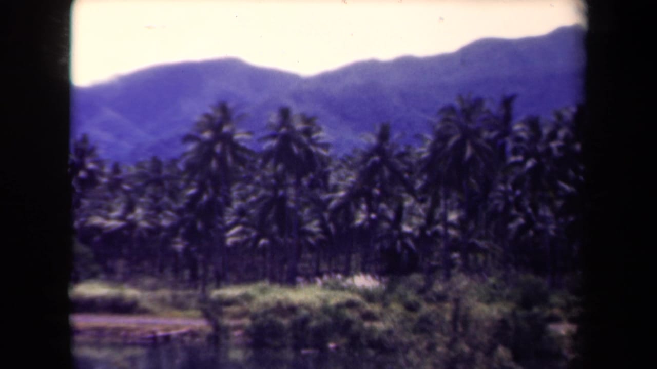 Dense palms stand before blue-purple mountains above a calm water edge.