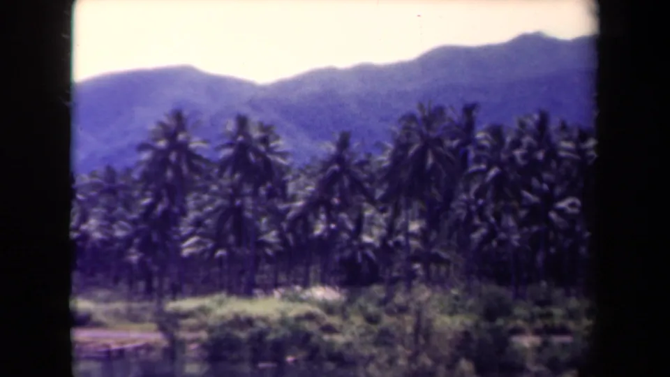 1944 Papua New Guinea 8mm frame during the pan, with palm crowns silhouetted against hazy hills.