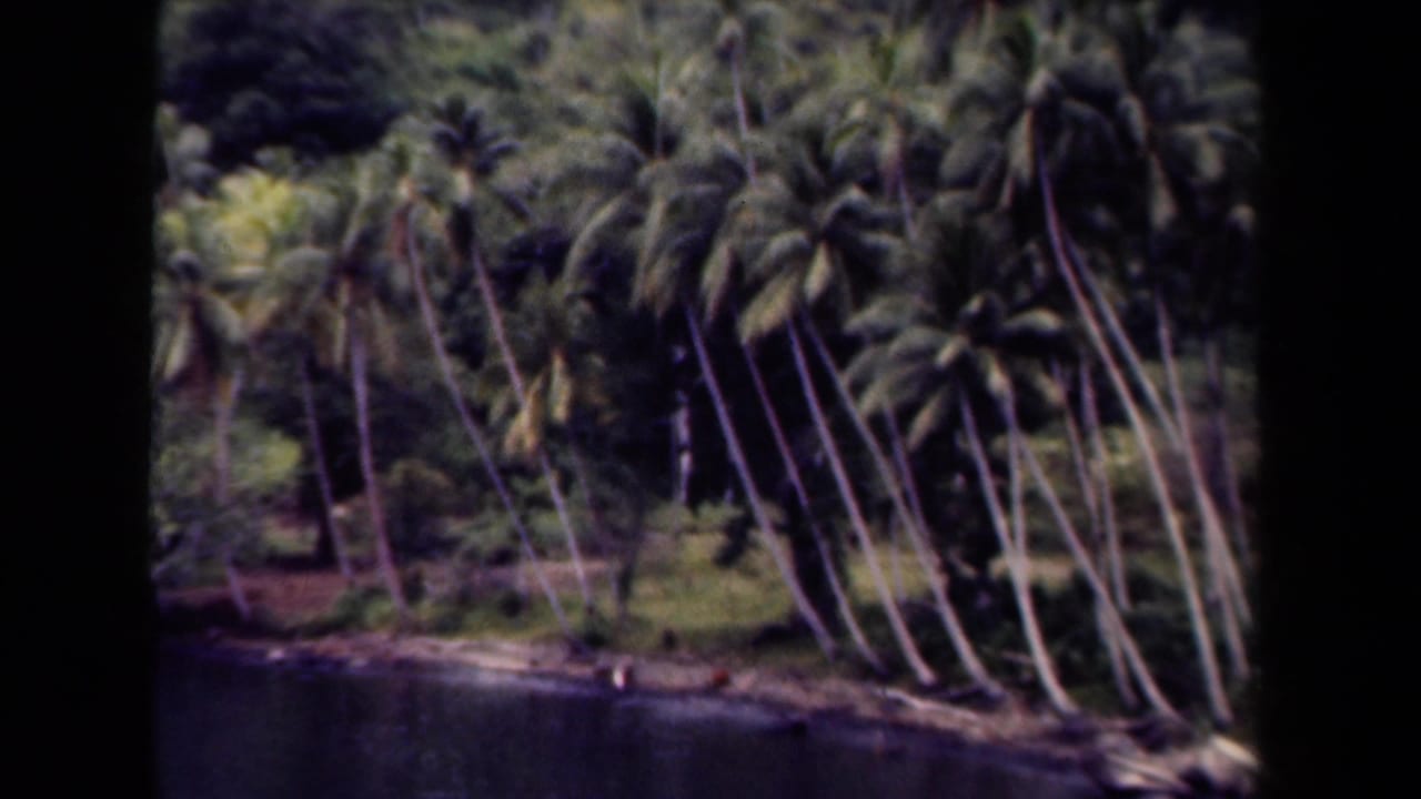 1944 Papua New Guinea 8mm frame showing leaning palms, dense tropical foliage, shoreline, and calm water within visible film borders.