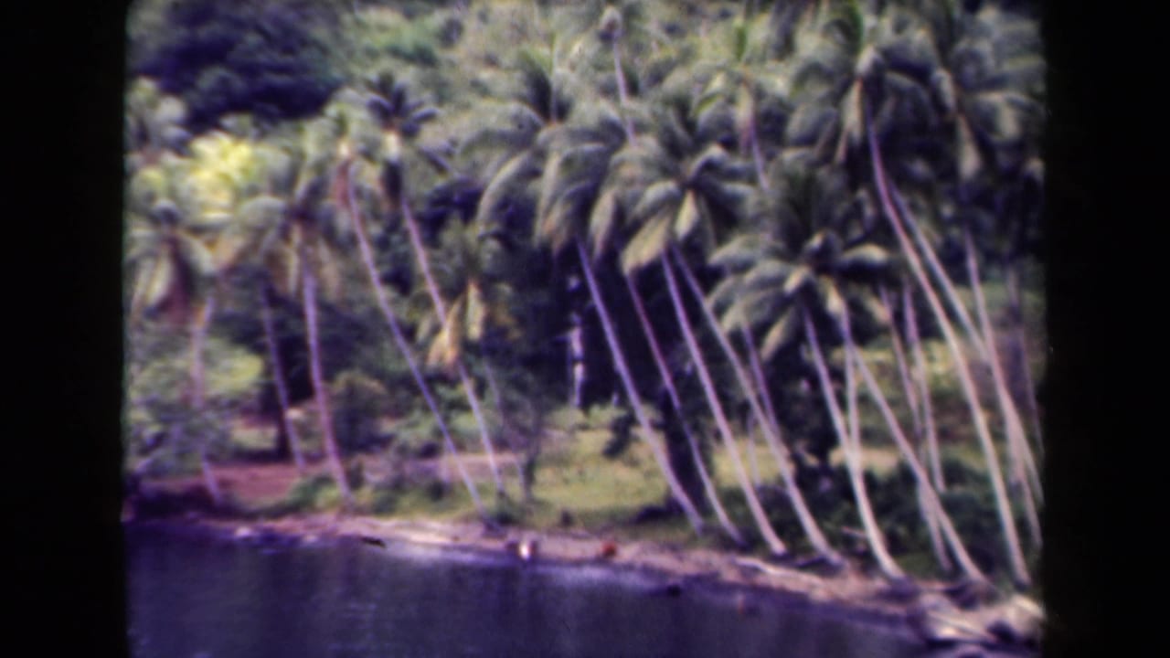 1944 Papua New Guinea 8mm view of tall palms and lush shoreline vegetation beside dark water, with visible frame edges.