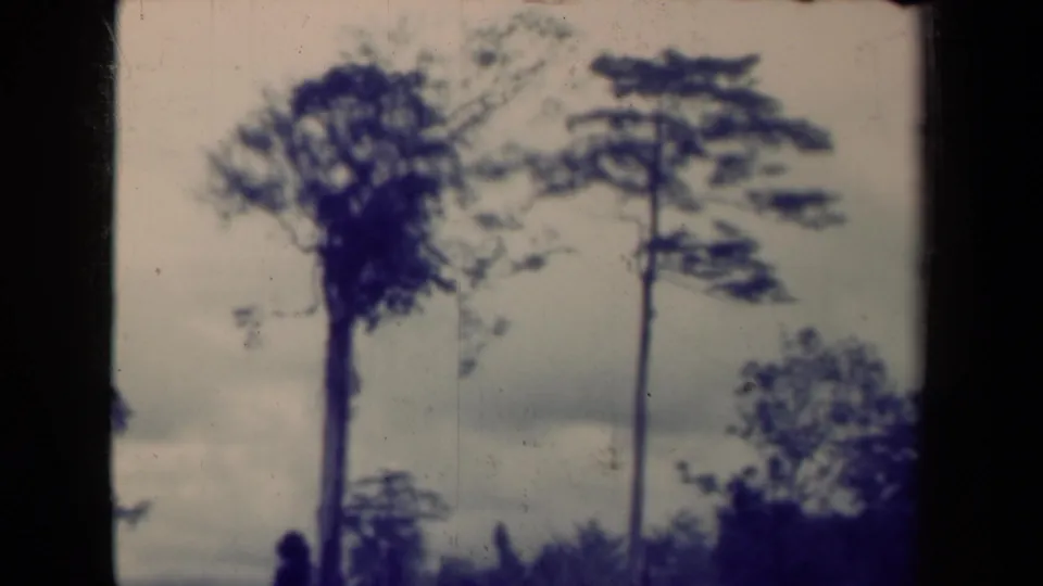A blue-tinted 8mm landscape view of tall trees, shrubs, and cloudy sky in the supplied Papua New Guinea clip context.