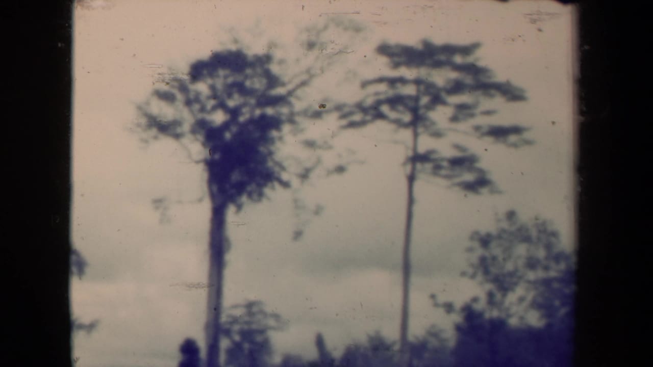 Papua New Guinea 1940s 8mm frame showing tall slender trees against a pale sky with soft focus and film wear.