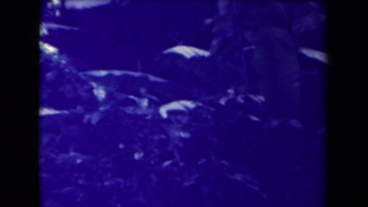 Dark blue foliage and leaves in a shadowed forest view.