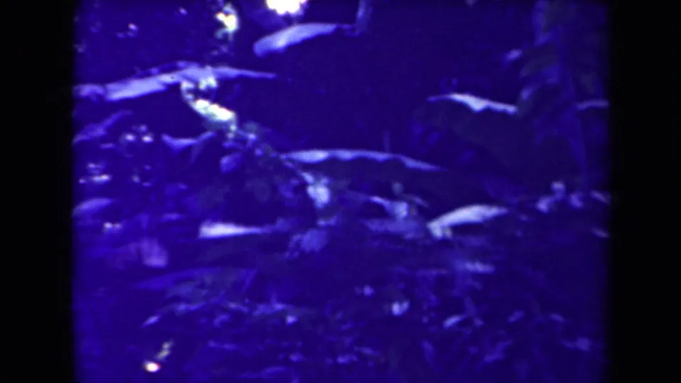 Papua New Guinea 1940s 8mm close view of shadowed forest-floor leaves with strong blue discoloration.