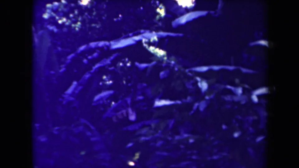 1940s Papua New Guinea 8mm frame showing close tropical foliage, branches, and dense shadowed undergrowth.