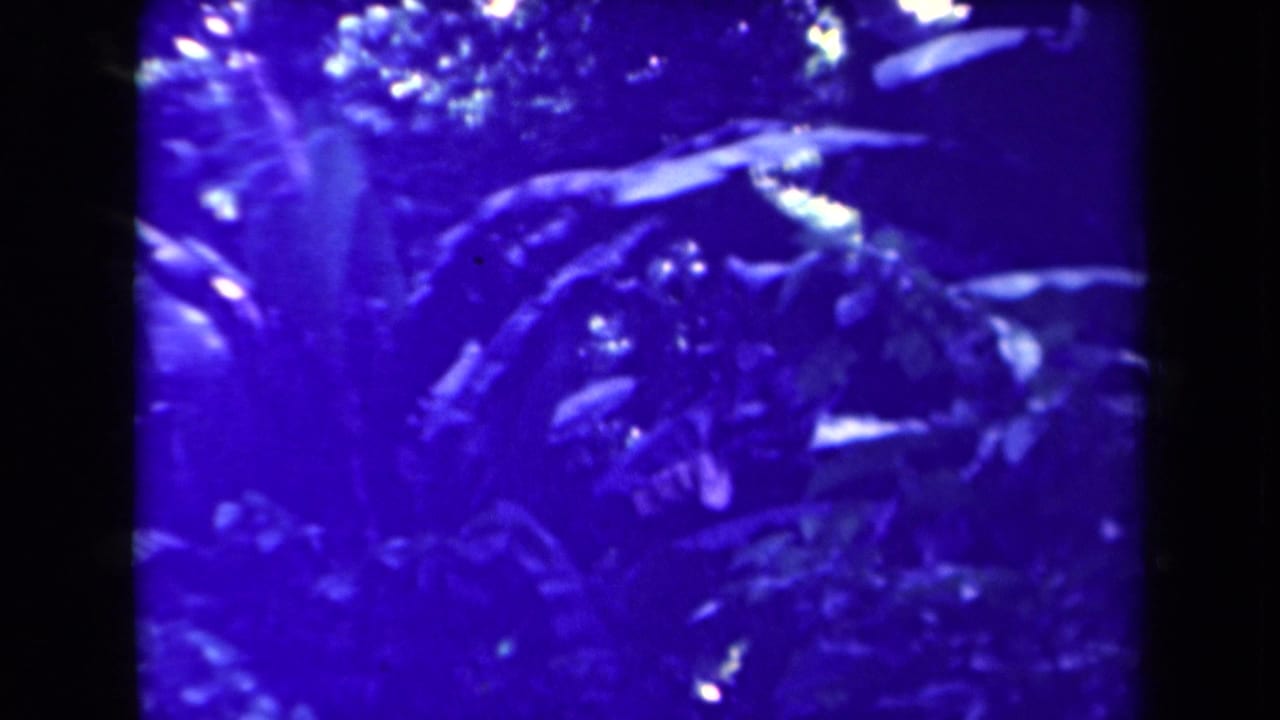 Blue-tinted 1944 8mm frame from Papua New Guinea showing dense tropical foliage with broad leaves, ferns, and shaded trunks.