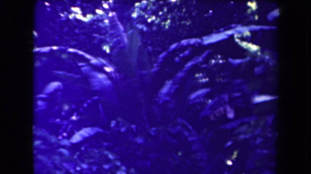 Blue-purple 8mm view of Papua New Guinea tropical vegetation, with layered broad leaves, shadows, and small bright canopy openings.
