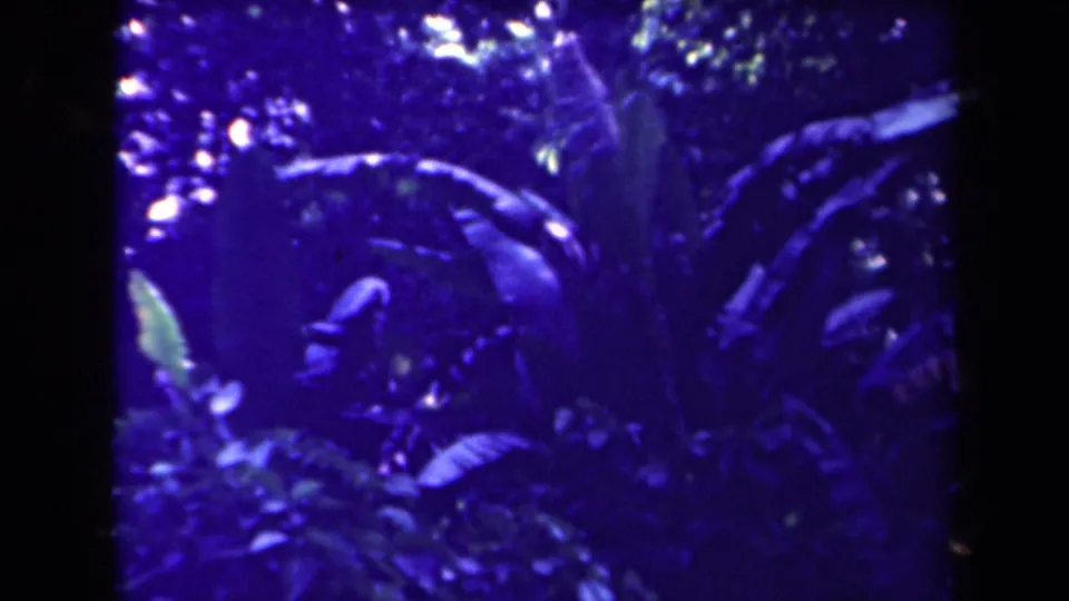 1944 Papua New Guinea home-movie frame showing blue-tinted tropical undergrowth with ferns, broad leaves, and dark layered foliage.