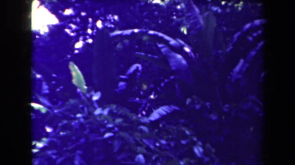 Blue-tinted 8mm Papua New Guinea forest frame with broad leaves, bright canopy highlights, and dense shadowed undergrowth.