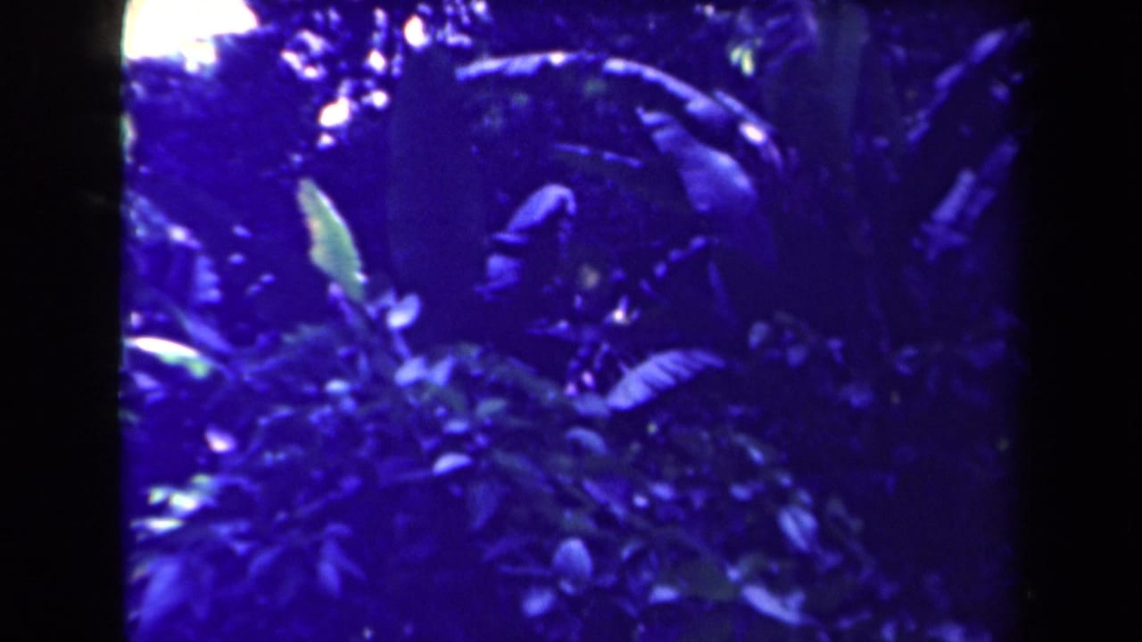 1944 Papua New Guinea 8mm frame showing dense tropical foliage with small pale blooms and a strong blue-purple film color shift.