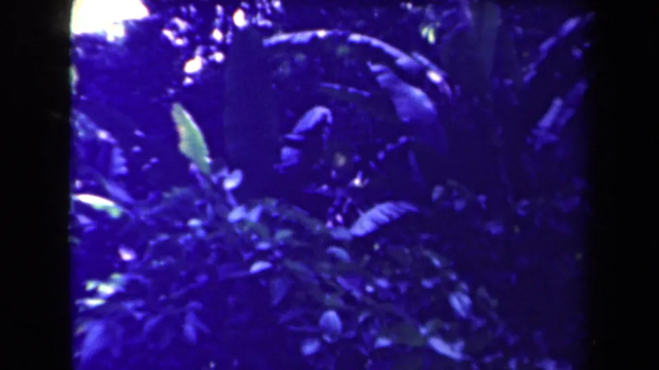 1944 Papua New Guinea 8mm frame showing dense tropical foliage with small pale blooms and a strong blue-purple film color shift.