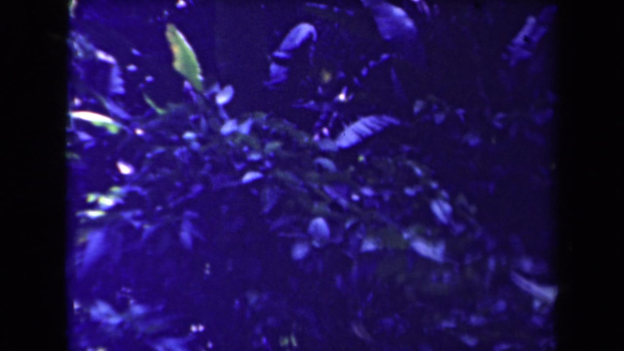 1944 Papua New Guinea 8mm frame of thick leafy vegetation, small blooms, and shadowed branches seen through saturated blue-purple color.