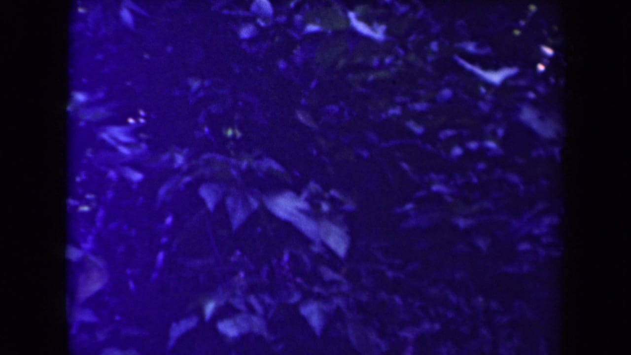 1944 Papua New Guinea 8mm frame showing dense tropical foliage under a strong purple-blue color shift and soft focus.