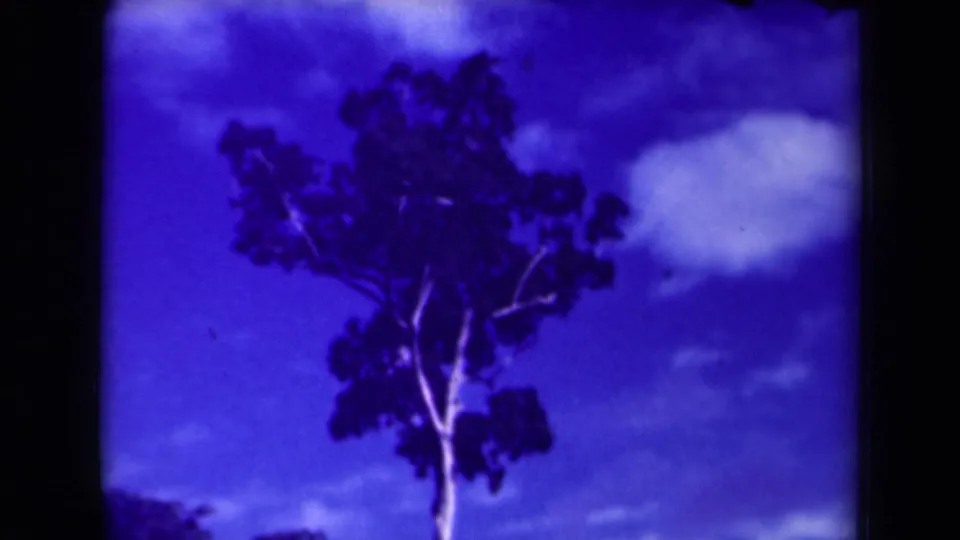 1944 8mm footage identified as Papua New Guinea shows a tall tree silhouetted against blue sky and scattered clouds.