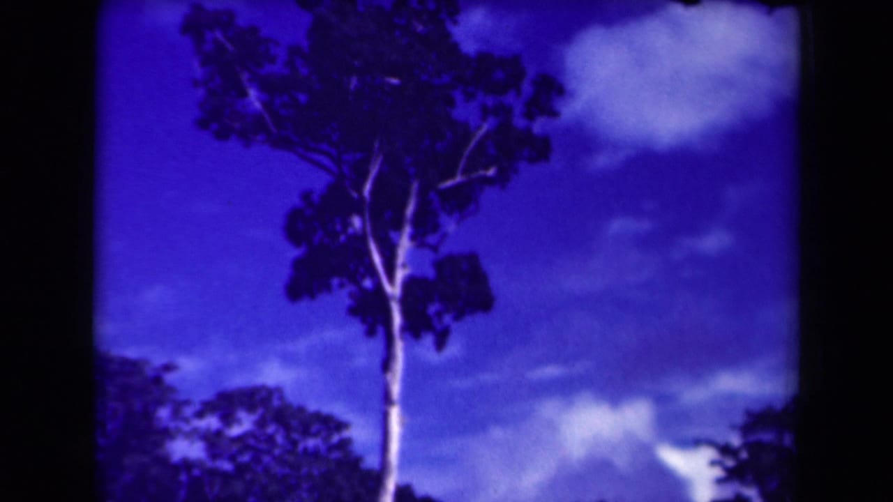 Tall tree centered against blue sky with clouds and dark treetops along the lower edge.