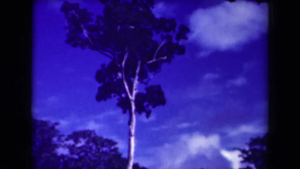 A tall tree in Papua New Guinea, dated by metadata to 1944, appears against a saturated blue sky and soft clouds.