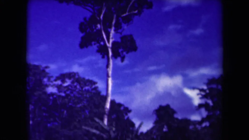 Blue-tinted 8mm frame of a tall tree and surrounding forest canopy, identified by metadata as Papua New Guinea in 1944.