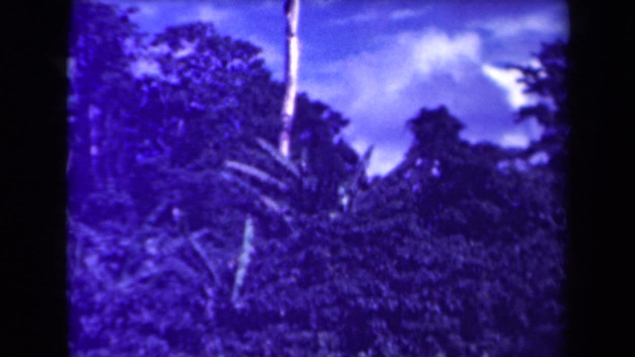 Tropical treetops and palm-like foliage under a bright cloudy sky.