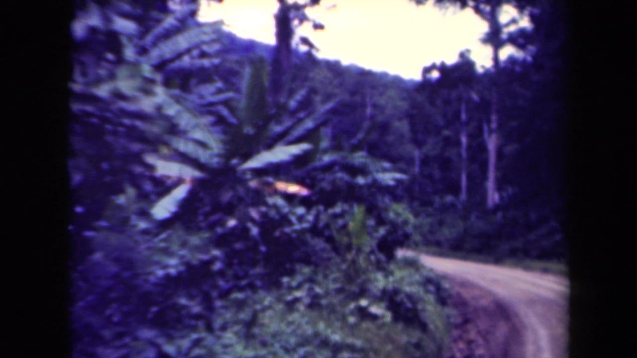 1940s 8mm view in Papua New Guinea of a dirt road bending through dense jungle with broad palm-like leaves and hills beyond.