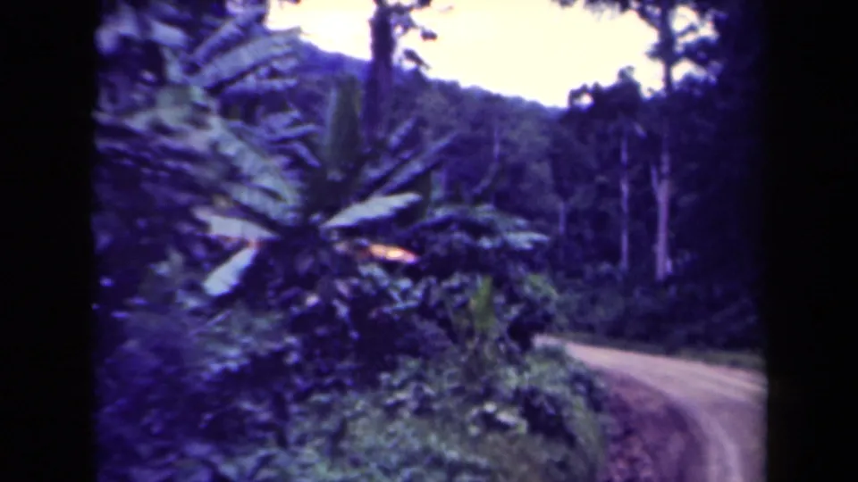1940s 8mm view in Papua New Guinea of a dirt road bending through dense jungle with broad palm-like leaves and hills beyond.