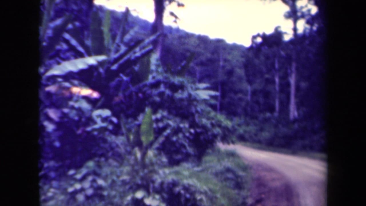 Unpaved road beside lush tropical plants, tall trees, and a wooded hillside.