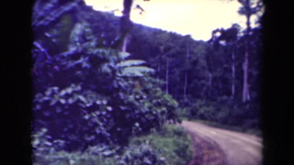 Vintage 8mm travel view in Papua New Guinea looking along a dirt jungle road bordered by large leaves and dense forest growth.