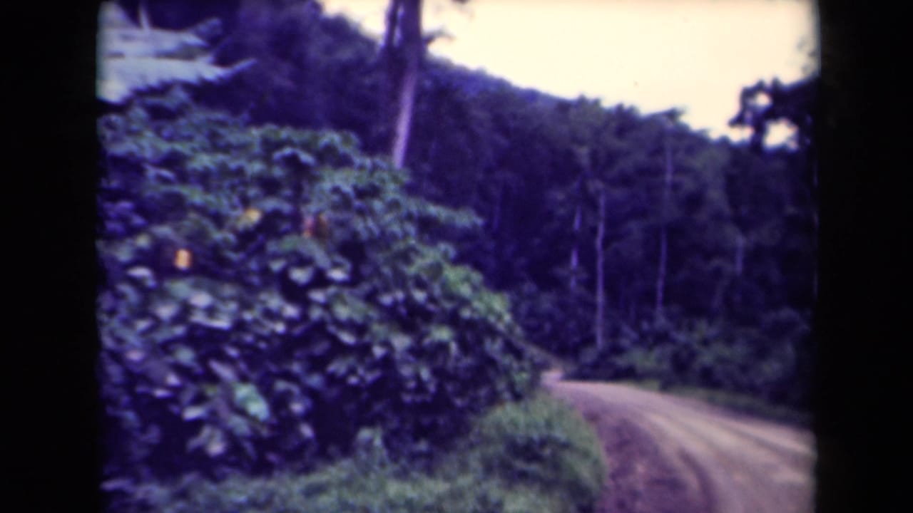 Curving dirt road beside dense tropical forest and tall trees.