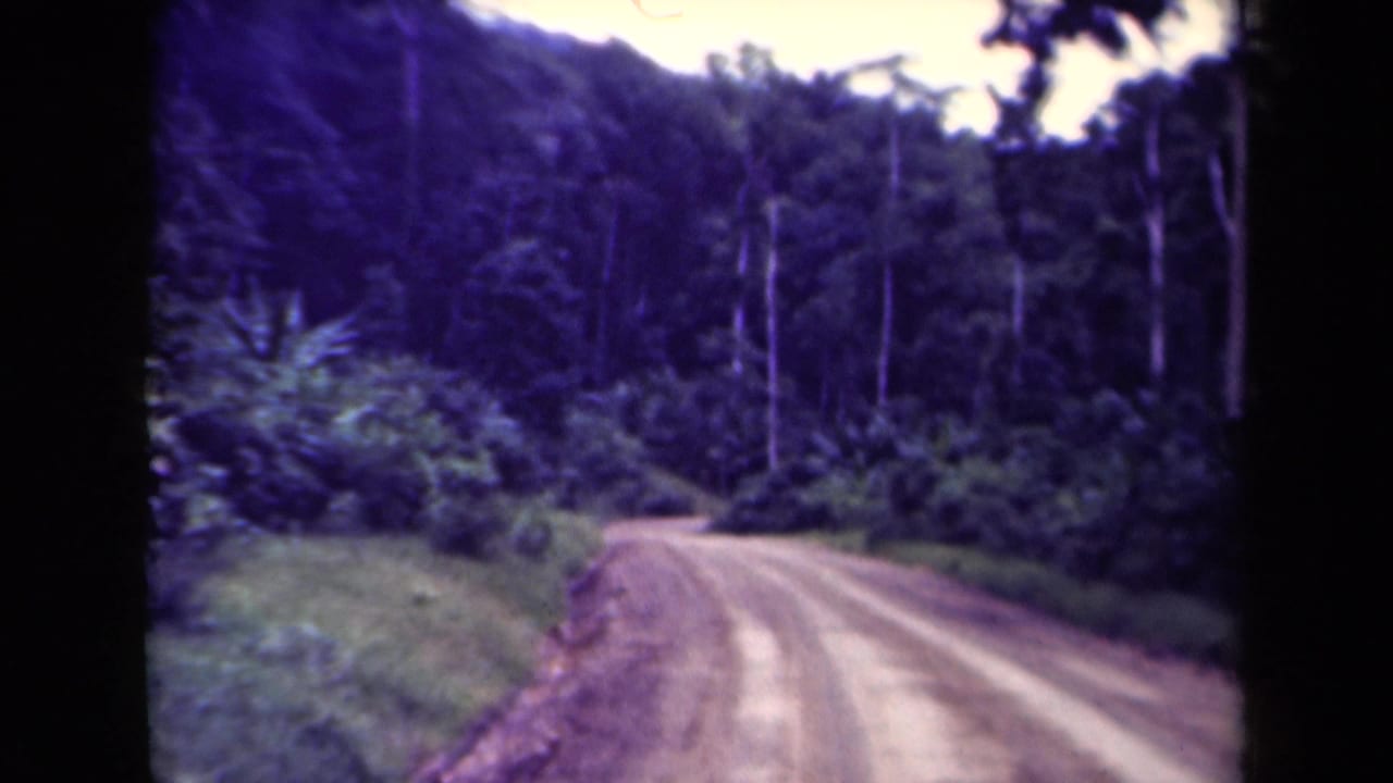Curving dirt road bordered by dense tropical forest and tall trees.