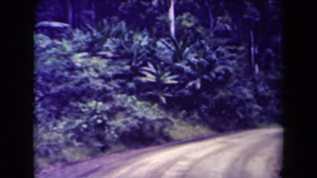 Curving dirt road bordered by dense tropical plants and trees.