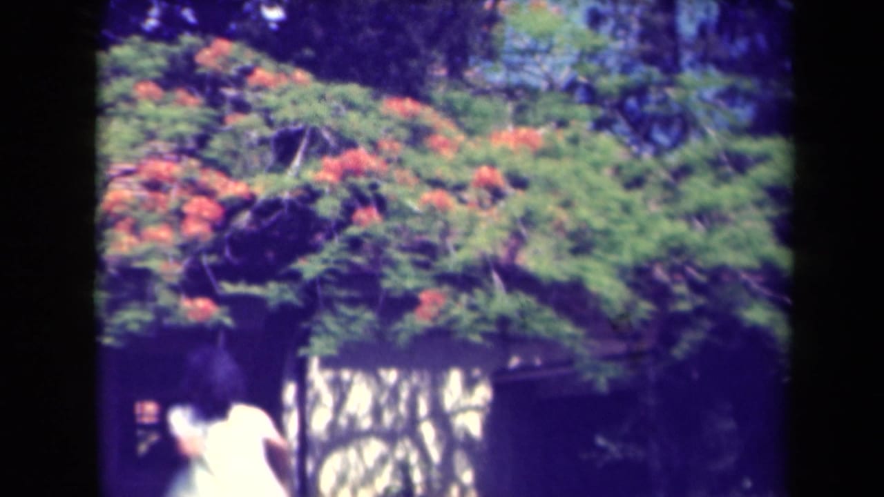 Flowering tropical tree above foliage with a partial person in white at lower left.