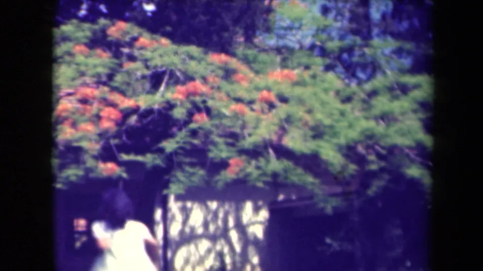 1940s Kauai 8mm frame showing orange-red blossoms, dense greenery, and a partial person in white near the lower edge.