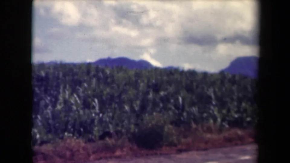 1944 Kauai 8mm frame showing a dense plantation-like field, cloudy sky, and mountain horizon beyond a roadside foreground.