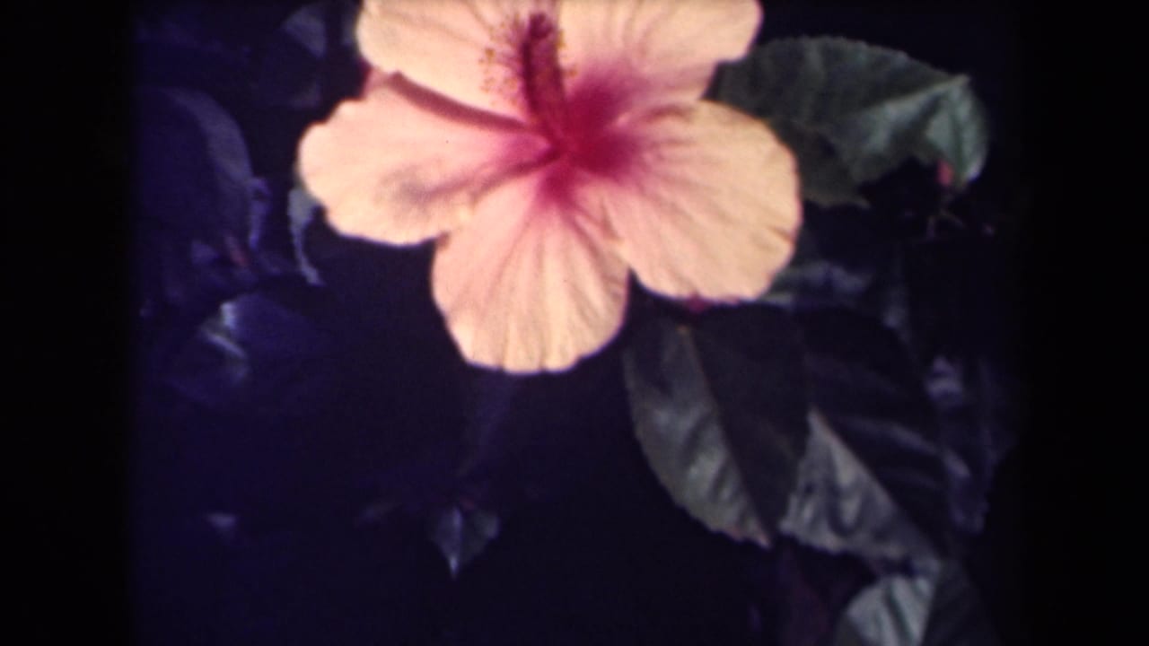 Close 8mm view of a pale yellow hibiscus with a deep pink center against dark foliage, supported by the Kauai clip metadata.