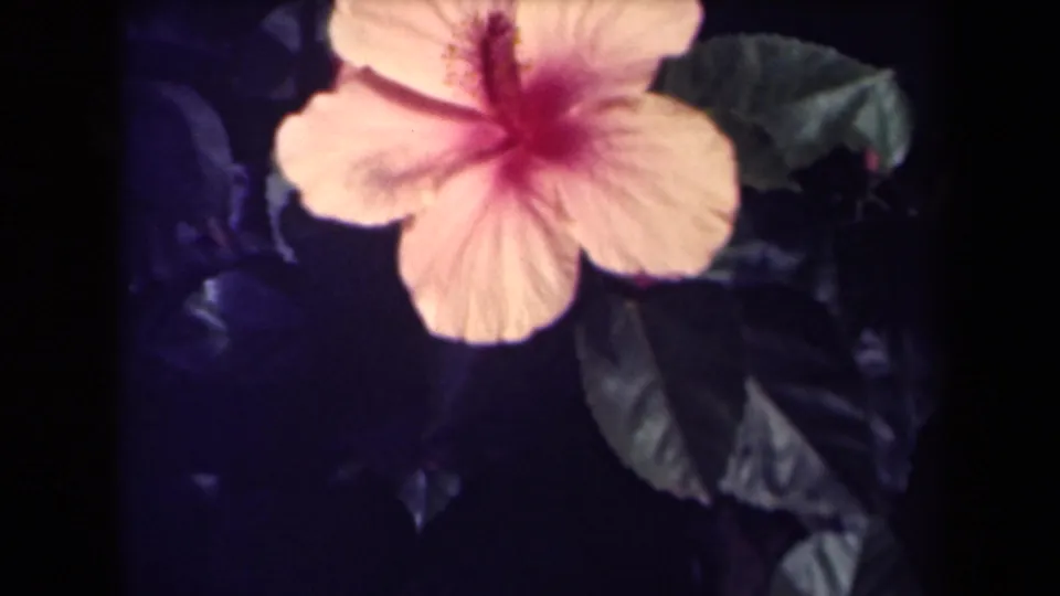 Close 8mm view of a pale yellow hibiscus with a deep pink center against dark foliage, supported by the Kauai clip metadata.