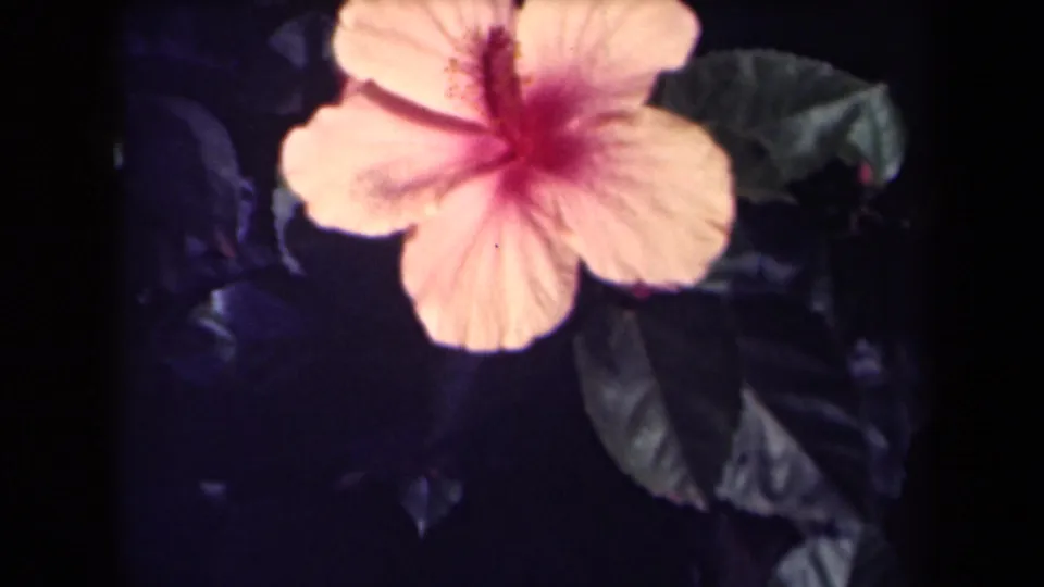 1940s Kauai home-movie frame with a hibiscus blossom filling much of the view, its pale petals set against dark tropical leaves.