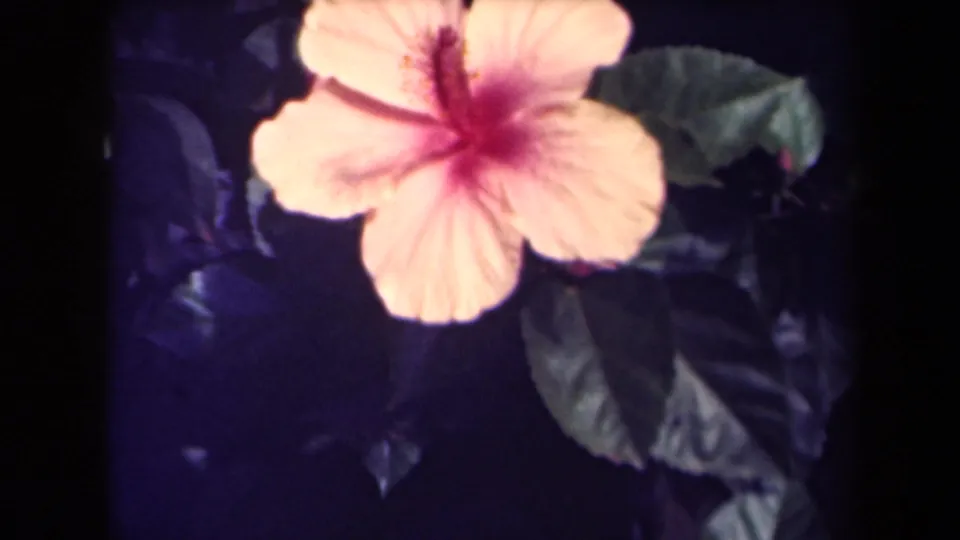 Close 8mm Kauai view of a hibiscus flower with pale petals, a pink center, and glossy dark leaves around the bloom.