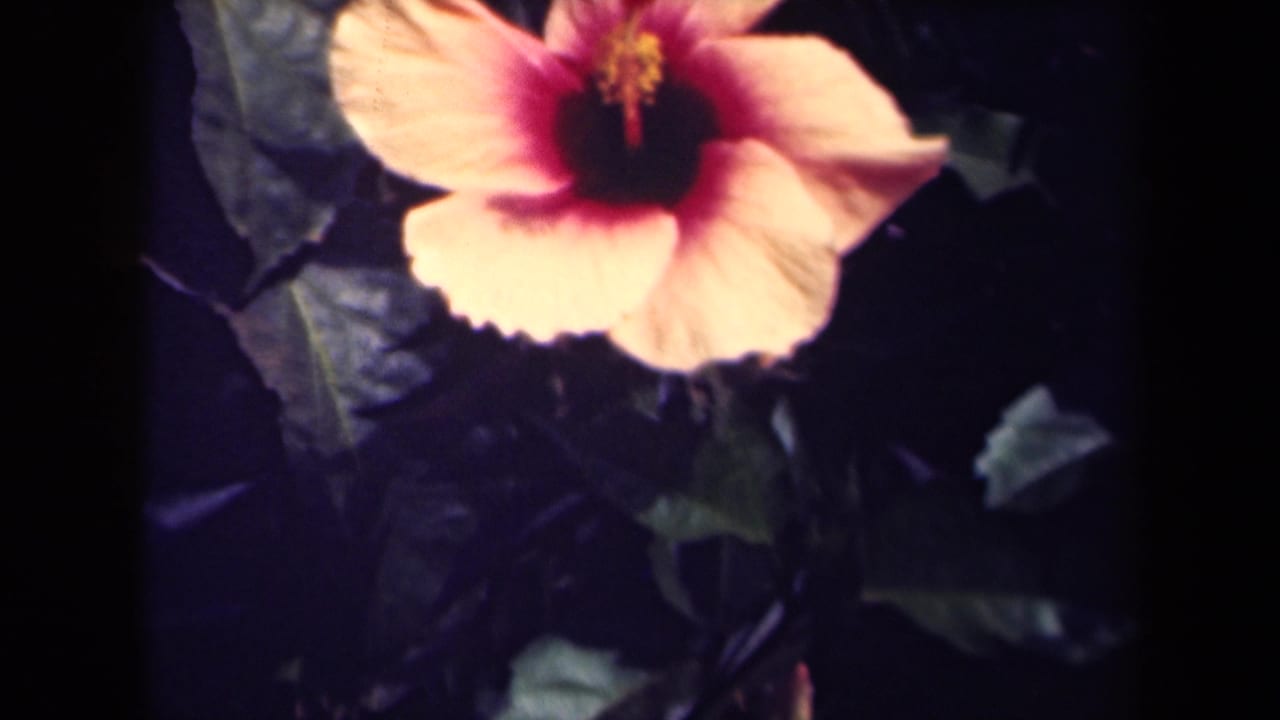Close 1944 Kauai home-movie frame of a hibiscus blossom with pale petals, red center, and surrounding green foliage.