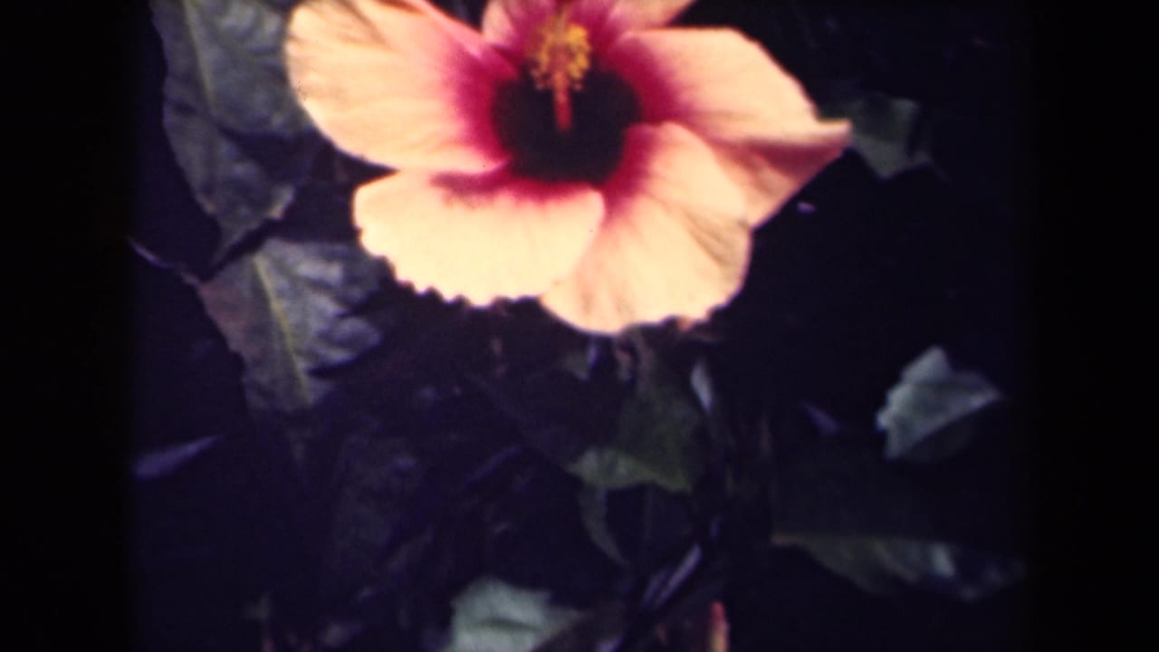 Hibiscus blossom repeated in a soft, grainy 8mm frame with surrounding leaves.